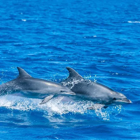 Pop En Roussillon 卡内