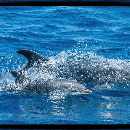 Pop En Roussillon 卡内