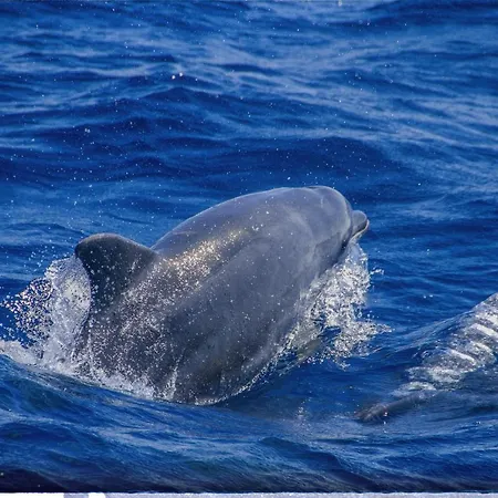 Pop En Roussillon Appartamento