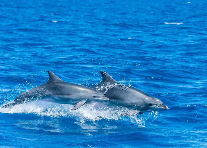 Pop En Roussillon كانيه