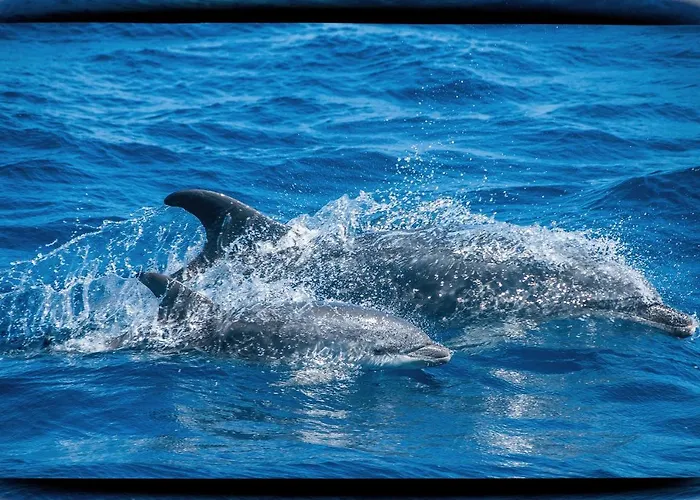 Pop En Roussillon كانيه