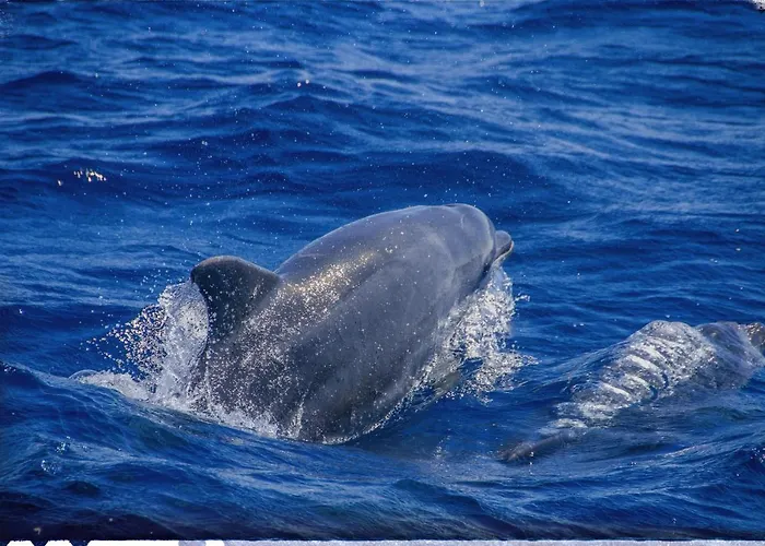 Pop En Roussillon شقة